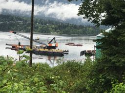 Whales and bitumen don't mix